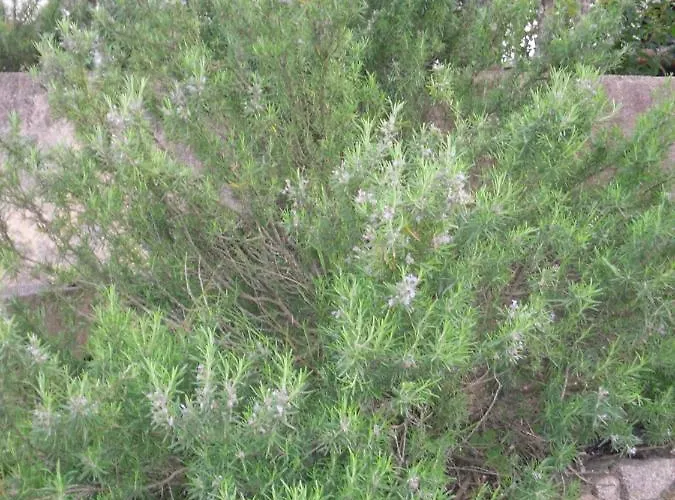 度假居 10 Casa Scaledda 3 Etoiles *