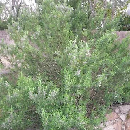 Dom wakacyjny 10 Casa Scaledda 3 Etoiles *